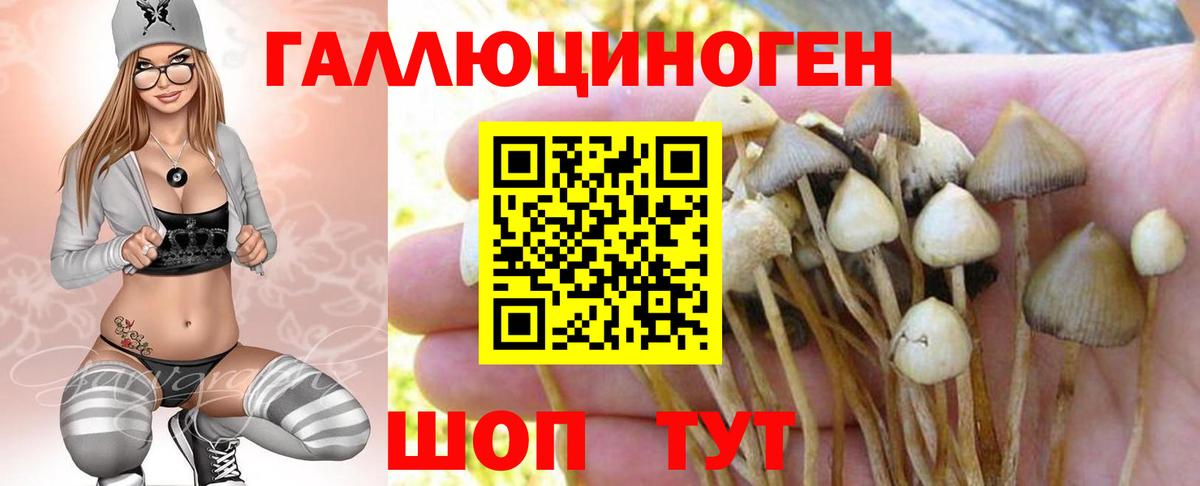 Псилоцибиновые грибы Cubensis Биробиджан